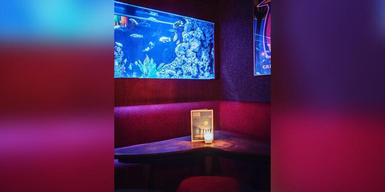 Bluebird, bar