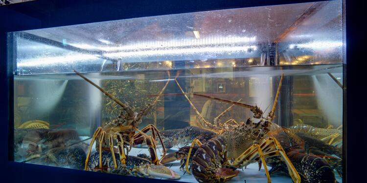 Criée 92, restaurant