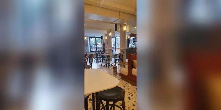 Café POP, restaurant