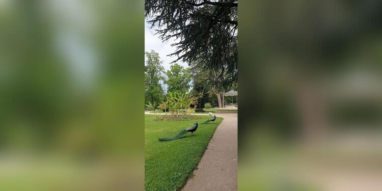 Buvette du Jardin Masey, bar