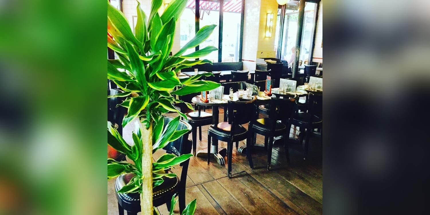 Café Basile Paris 15, restaurant